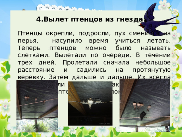  4.Вылет птенцов из гнезда. Птенцы окрепли, подросли, пух сменился на перья, насупило время учиться летать. Теперь птенцов можно было называть слетками. Вылетали по очереди. В течении трех дней. Пролетали сначала небольшое расстояние и садились на протянутую веревку. Затем дальше и дальше. Их всегда сопровождали родители. Так длилось пять дней, затем птенцы совсем покинули гнездо. 