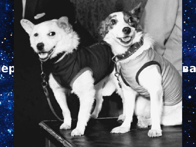 1960 первые в мире живые существа собаки Белка и Стрелка, побывав в Космосе, возвратились на Землю. 