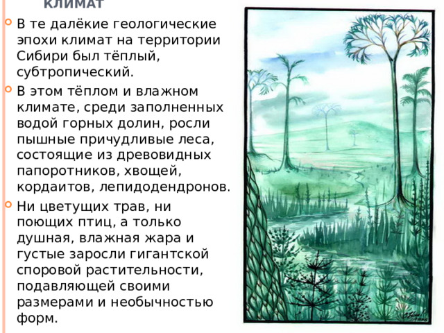  Климат В те далёкие геологические эпохи климат на территории Сибири был тёплый, субтропический. В этом тёплом и влажном климате, среди заполненных водой горных долин, росли пышные причудливые леса, состоящие из древовидных папоротников, хвощей, кордаитов, лепидодендронов. Ни цветущих трав, ни поющих птиц, а только душная, влажная жара и густые заросли гигантской споровой растительности, подавляющей своими размерами и необычностью форм. 