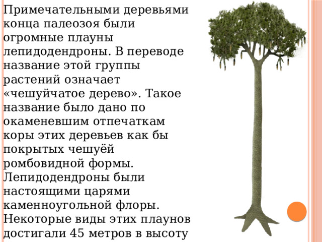 Примечательными деревьями конца палеозоя были огромные плауны лепидодендроны. В переводе название этой группы растений означает «чешуйчатое дерево». Такое название было дано по окаменевшим отпечаткам коры этих деревьев как бы покрытых чешуёй ромбовидной формы. Лепидодендроны были настоящими царями каменноугольной флоры. Некоторые виды этих плаунов достигали 45 метров в высоту при диаметре ствола до двух метров.. Отпечатки лепидодендронов иногда находят на отвалах каменноугольных карьеров Искитимского района. 