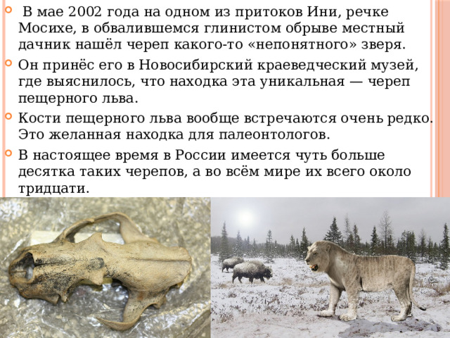   В мае 2002 года на одном из притоков Ини, речке Мосихе, в обвалившемся глинистом обрыве местный дачник нашёл череп какого-то «непонятного» зверя. Он принёс его в Новосибирский краеведческий музей, где выяснилось, что находка эта уникальная — череп пещерного льва. Кости пещерного льва вообще встречаются очень редко. Это желанная находка для палеонтологов. В настоящее время в России имеется чуть больше десятка таких черепов, а во всём мире их всего около тридцати.  И вот теперь один из них экспонируется в отделе природы Новосибирского государственного краеведческого музея. 