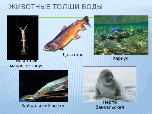 Байкальский осетр фото