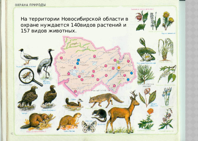 На территории Новосибирской области в охране нуждается 140видов растений и 157 видов животных. 