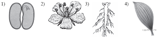 На рисунке 1 изображено растение и внутреннее. Растения изображенные на рисунке. Однодольные растения ВПР. Однодольные схема цветка. К какому классу относят растение лист которого показан на рисунке 1.