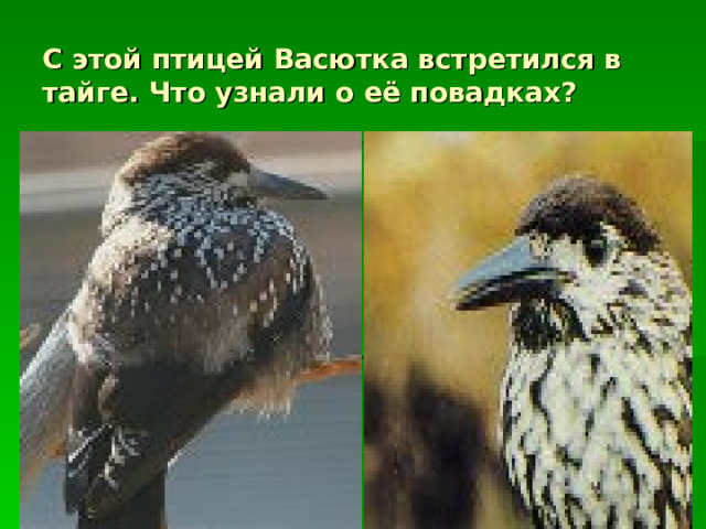 С этой птицей Васютка встретился в тайге. Что узнали о её повадках? 