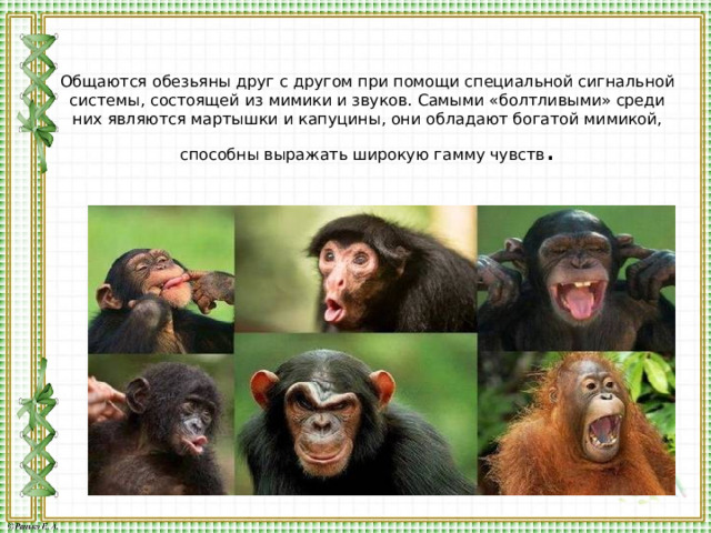 Общаются обезьяны друг с другом при помощи специальной сигнальной системы, состоящей из мимики и звуков. Самыми «болтливыми» среди них являются мартышки и капуцины, они обладают богатой мимикой, способны выражать широкую гамму чувств . 