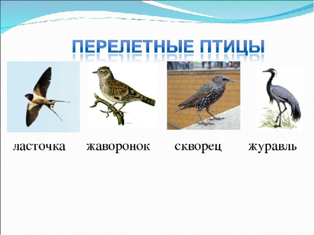 Перелетные птицы 1 младшая группа. Перелетные птицы Красноярского края для детей. Перелетные птицы для дошкольников. Перелётные ПТИЦЫДЛЯ детей. Перелетныептиц для детей.