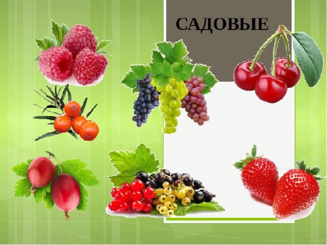 Ягоды лесные и садовые презентация