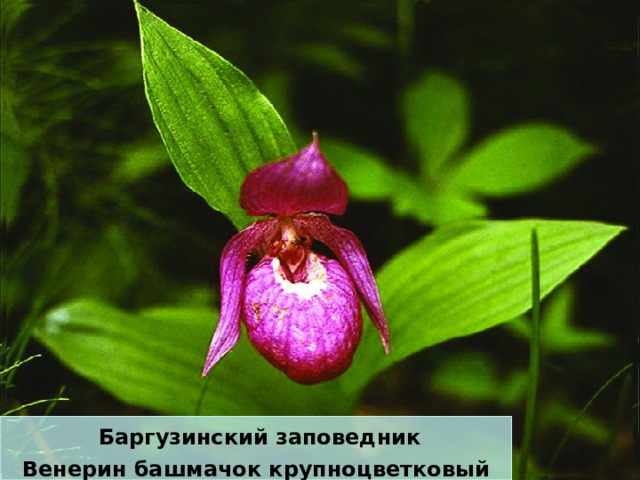  Баргузинский заповедник Венерин башмачок крупноцветковый 