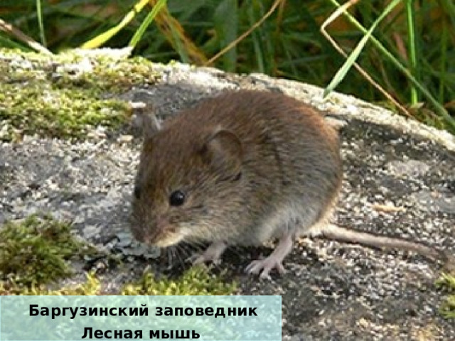  Баргузинский заповедник Лесная мышь 
