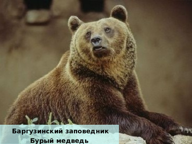  Баргузинский заповедник Бурый медведь 