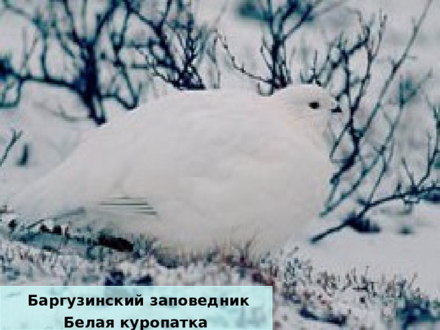  Баргузинский заповедник Белая куропатка 