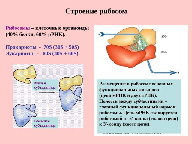 Схема строения рибосомы