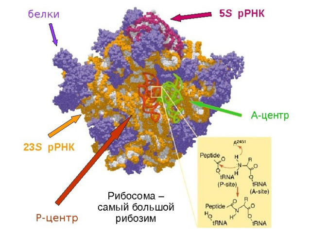 Рибосомная рнк рисунок