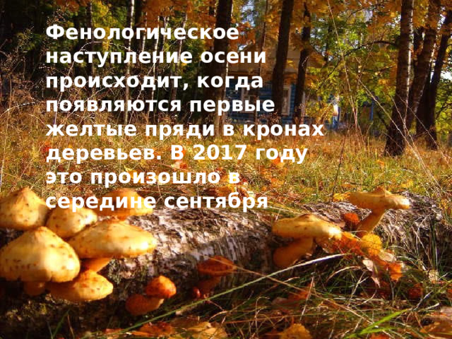 Фенологическое наступление осени происходит, когда появляются первые желтые пряди в кронах деревьев. В 2017 году это произошло в середине сентября . 