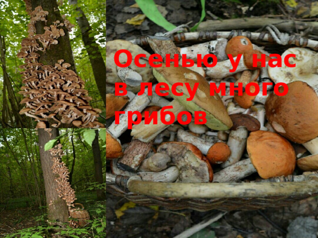 Осенью у нас в лесу много грибов 
