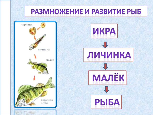 Размножение и развитие животных тест. Кто как развивается окружающий мир. Таблица размножение и развитие животных 3 класс окружающий мир. Проект окружающий мир развитие и размножение рыб. Что такое личинка куколка малёк головастик 3 класс окружающий мир.