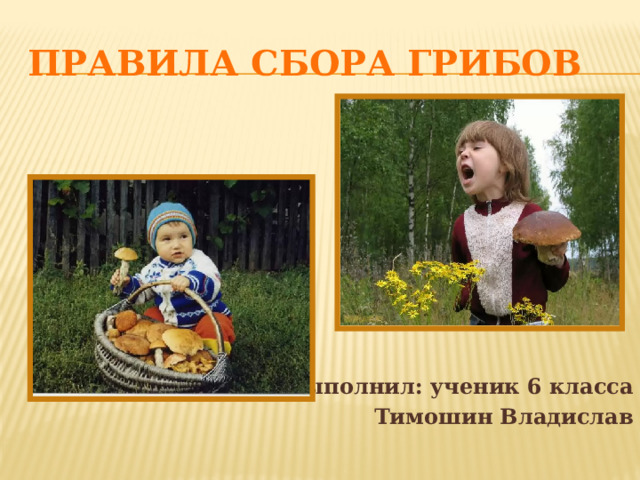 Правила сбора грибов Выполнил: ученик 6 класса Тимошин Владислав 