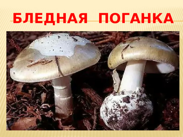 Бледная поганка 