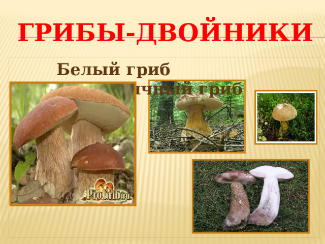 Грибы-двойники Белый гриб Желчный гриб 