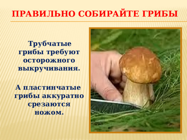 Правильно собирайте грибы   Трубчатые грибы требуют осторожного выкручивания.   А пластинчатые грибы аккуратно срезаются ножом.   
