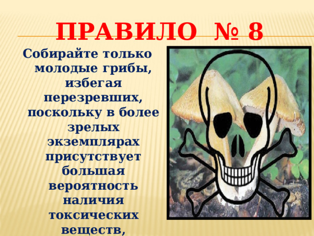 Правило № 8 Собирайте только молодые грибы, избегая перезревших, поскольку в более зрелых экземплярах присутствует большая вероятность наличия токсических веществ, способных вызвать отравления. 