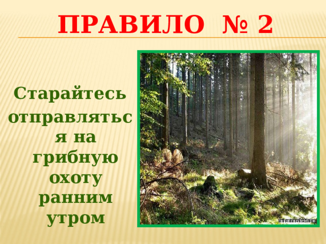 Правило № 2  Старайтесь отправляться на грибную охоту ранним утром 