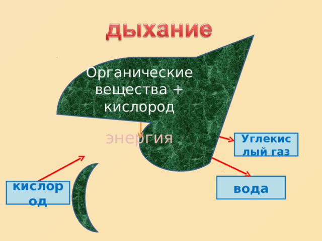 Органические вещества + кислород энергия Углекислый газ вода кислород 