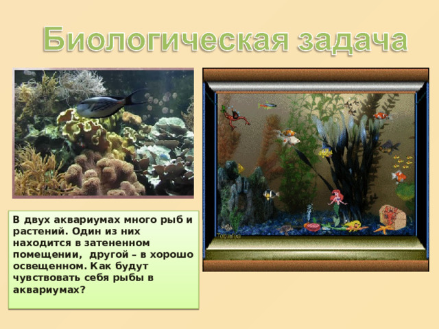 В двух аквариумах много рыб и растений. Один из них находится в затененном помещении, другой – в хорошо освещенном. Как будут чувствовать себя рыбы в аквариумах?  
