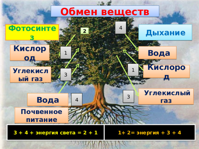 Обмен веществ 4 Дыхание Фотосинтез 2 Кислород 1  Вода 1 Кислород Углекислый газ 3  Углекислый газ 3 Вода 4 Почвенное питание 1+ 2= энергия + 3 + 4 3 + 4 + энергия света = 2 + 1 