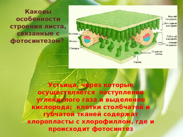 Дыхание растений и животных 6 класс тест. Дыхание растений устьица. Ткань содержащая хлорофилл. Столбчатые клетки листьев. Дыхание растений и животных 6 класс биология презентация.