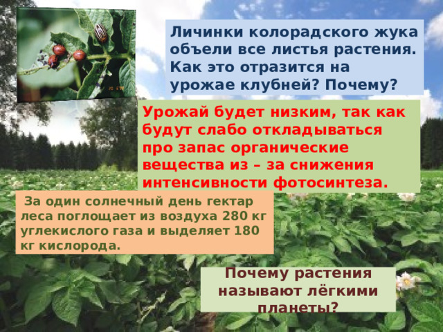 Личинки колорадского жука объели все листья растения. Как это отразится на урожае клубней? Почему? Урожай будет низким, так как будут слабо откладываться про запас органические вещества из – за снижения интенсивности фотосинтеза.  За один солнечный день гектар леса поглощает из воздуха 280 кг углекислого газа и выделяет 180 кг кислорода. Почему растения называют лёгкими планеты? 