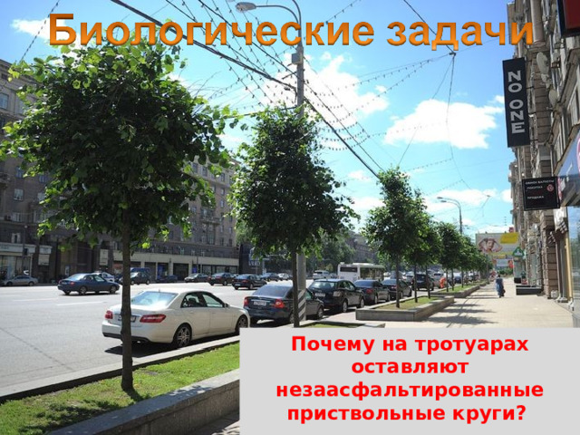 Почему на тротуарах оставляют незаасфальтированные приствольные круги?  