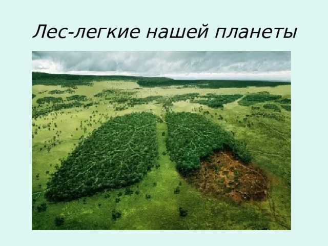 Лес-легкие нашей планеты 