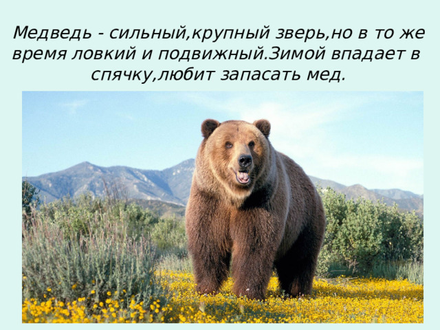 Медведь - сильный,крупный зверь,но в то же время ловкий и подвижный.Зимой впадает в спячку,любит запасать мед. 
