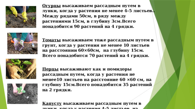 Огурцы высаживаем рассадным путем в лунки, когда у растения не менее 4-5 листьев.. Между рядами 50см, в ряду между растениями 15см, в глубину 3см.Всего понадобится 90 растений на 4 грядки.  Томаты высаживаем тоже рассадным путем в грунт, когда у растения не менее 10 листьев на расстоянии 60×60см, на глубину 15см. Всего понадобится 70 растений на 4 грядки.  Перцы высаживают как и помидоры рассадным путем, когда у растения не менее10 листьев на расстояние 60 ×60 см, на глубину 15см.Всего понадобится 35 растений на 2 грядки.  Капусту высаживаем рассадным путем в лунки, когда у растения 4-5 листьев на расстоянии 50×60см, в глубину 3см. Всего понадобится 70 растений на 4 грядки. 