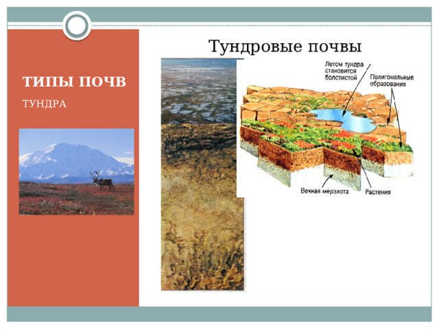 Почвы и их свойства тундры. Почвы тундры в России. Типичные почвы тундры. Типы почв тундровые. Тип почвы в тундре.