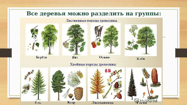 Все деревья можно разделить на группы: 