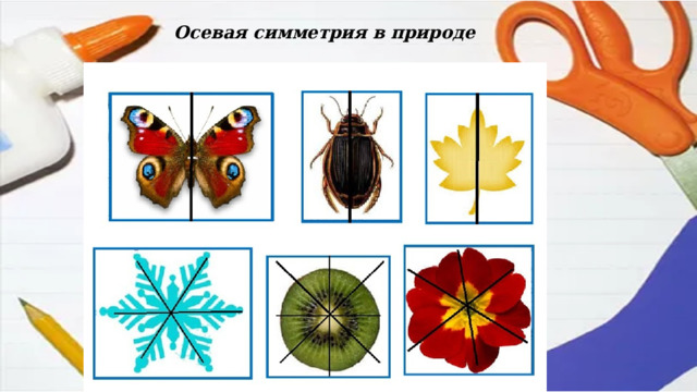 Осевая симметрия в природе 