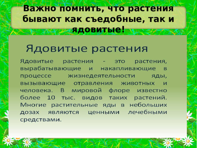 Подготовка презентации проекта о дикорастущих растениях родоначальниках наиболее распространенных