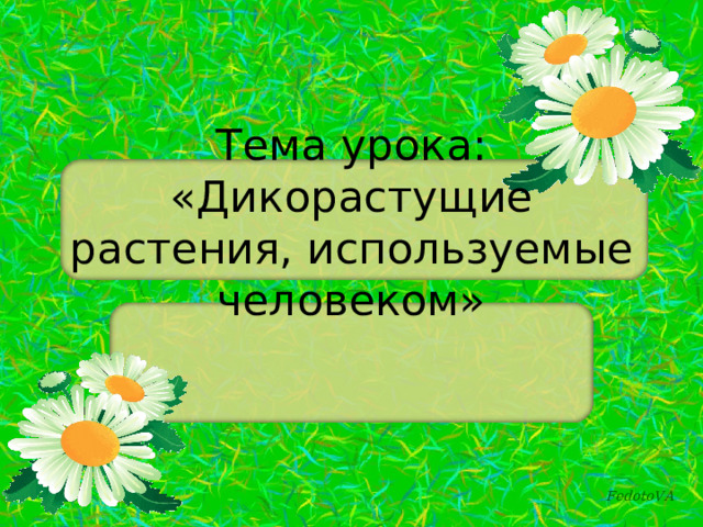 Подготовка презентации проекта о дикорастущих растениях родоначальниках наиболее распространенных