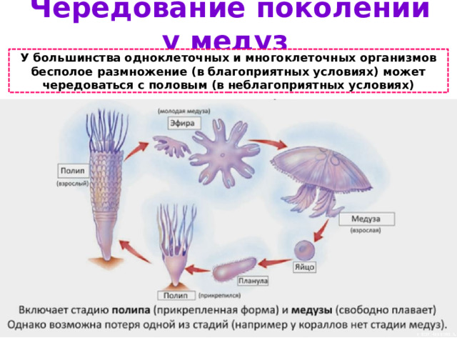 Чередование поколений у медуз У большинства одноклеточных и многоклеточных организмов бесполое размножение (в благоприятных условиях) может чередоваться с половым (в неблагоприятных условиях) 