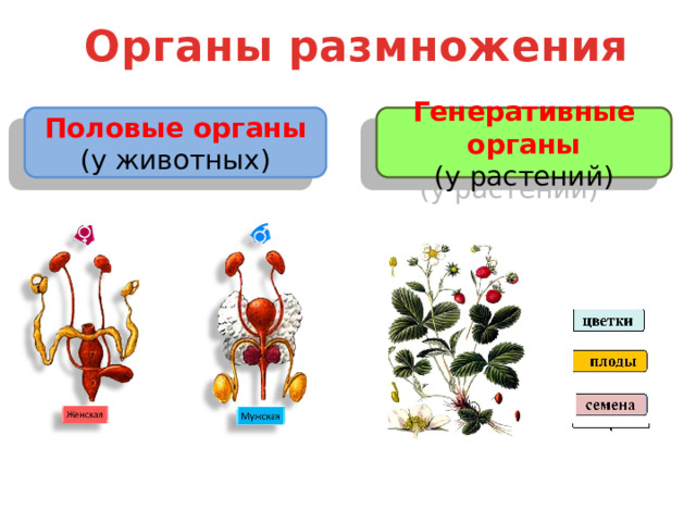  Органы размножения Половые органы Генеративные органы (у животных) (у растений) 