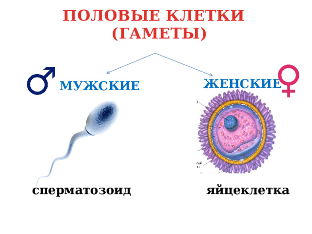 ПОЛОВЫЕ КЛЕТКИ  (ГАМЕТЫ) ЖЕНСКИЕ МУЖСКИЕ сперматозоид яйцеклетка 