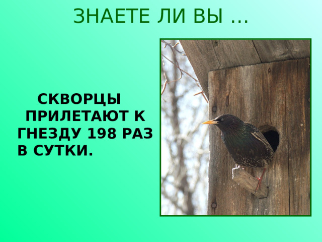 ЗНАЕТЕ ЛИ ВЫ …   СКВОРЦЫ ПРИЛЕТАЮТ К ГНЕЗДУ 198 РАЗ В СУТКИ. 