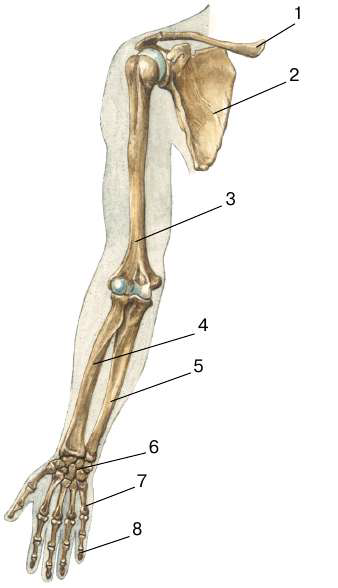 Скелет верхних конечностей скелет плечевого пояса. Скелет верхней конечности биология 8 класс. Скелет верхней конечности человека биология 8. Скелет пояса верхних конечностей (плечевого пояса). Скелет верхней конечности человека биология 8 класс.