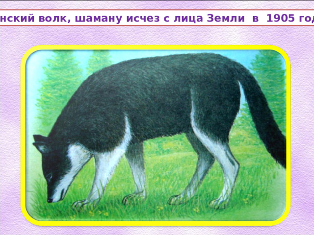 Японский волк, шаману исчез с лица Земли в 1905 году. 