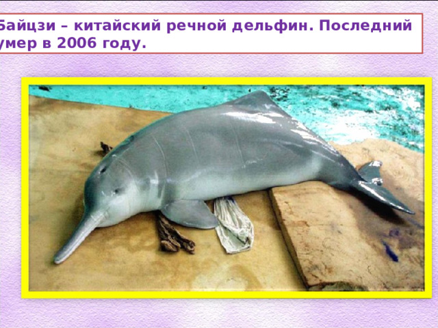 Байцзи – китайский речной дельфин. Последний умер в 2006 году. 