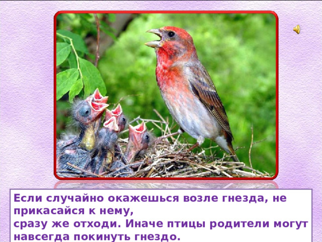 Если случайно окажешься возле гнезда, не прикасайся к нему, сразу же отходи. Иначе птицы родители могут навсегда покинуть гнездо. 