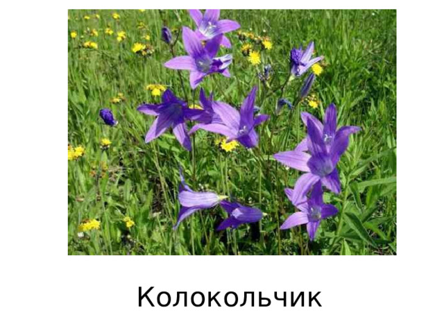Колокольчик 